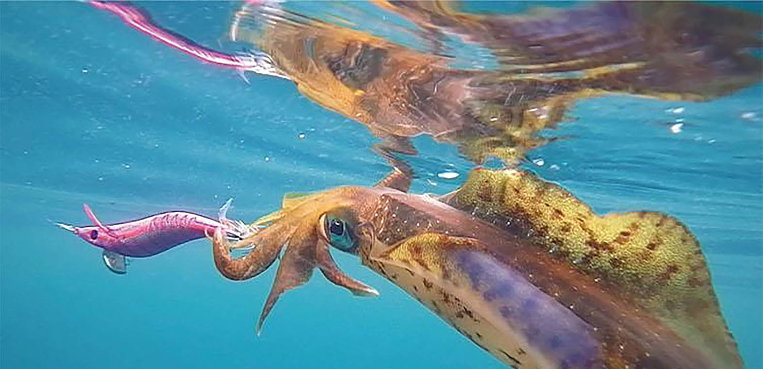 Βρές τωρα την καλαμαριερα που σου ταιριάζει, στην καλυτερη τιμη και μονο στο Compomare.gr